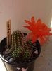 Echinopsis hb.