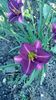 woodside amethyst