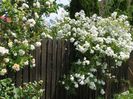 29 mai (123)