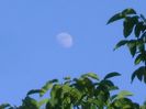 Luna in crestere in Scorpion