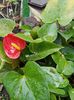 De pe terasa-Anthurium