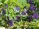 clematis Negritjanka