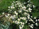 erigeron annuus