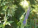 veronica spicata