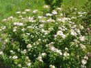 spiraea Genpei