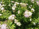 spiraea Genpei