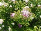 spiraea Genpei