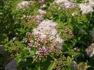 spiraea Genpei