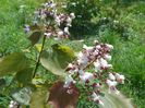 catalpa purpurea