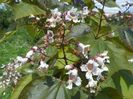 catalpa purpurea