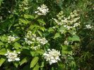 hydrangea paniculata Wim's Red