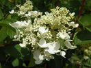 hydrangea paniculata Wim's Red