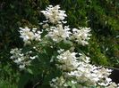 hydrangea paniculata Early Sensation