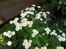 tanacetum parthenium dublu