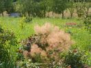 cotinus coggyria Young lady