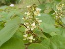 catalpa bungei