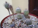 Grup de 6 Turbinicarpus