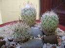 Grup de 6 Turbinicarpus