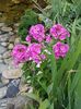 Phlox