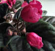 Red Tulip (Laleaua rosie)