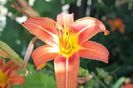 hemerocallis fulva