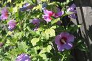 Hibiscus Syriacus