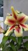 IMG-20180625-WA0029