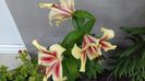 IMG-20180625-WA0050
