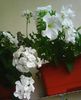 Nuovo_1_Photo8456
