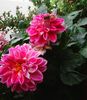 Nuovo_1_Photo8463