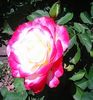 oie_5ZJjoH56NB48