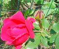 oie_23212147aAEUwn1r