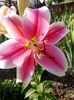Brilliant pink