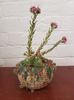 Mark Follon - Sempervivum