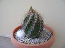 Thelocactus bicolor ssp. pottsii