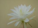 Echinopsis subdenudata