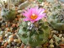 Turbinicarpus viereckii
