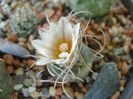 Turbinicarpus macrochele v. kupcakii