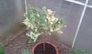 Citrus medica digitata