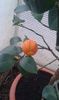 Citrus maery x sinensis doppio sanguino