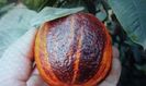 Citrus maery x sinensis doppio sanguino