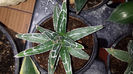Agava Victoria Reginae 40 lei