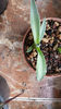 Agava Parrasana Marginata 20 lei