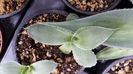 Agave  Potatorum Tradewinds 30 lei