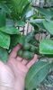 Citrus sinensis moro