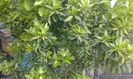 Citrus reticulata