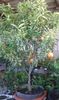 Citrus reticulata