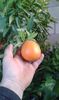 Citrus reticulata
