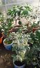 Citrus sinensis variegat