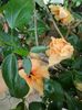 Hibiscus piersicuta   comun